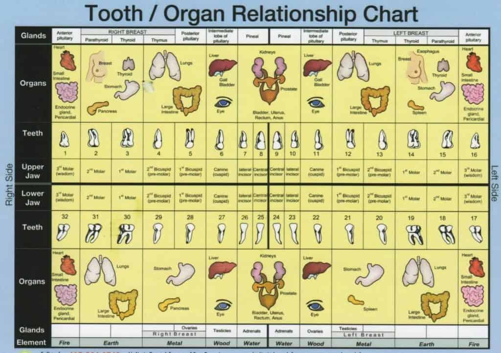 Top Beverly Hills Dentist Tooth Chart