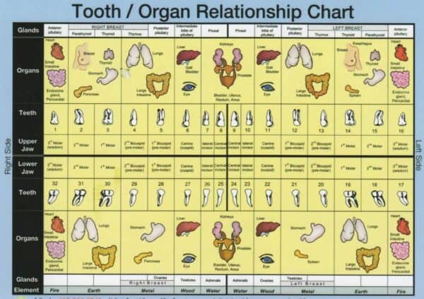 Top Beverly Hills Dentist Tooth Chart